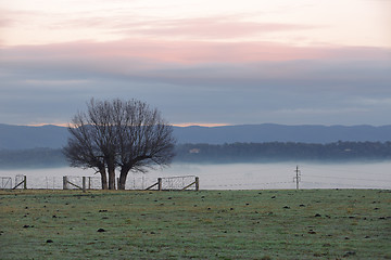 Image showing Foggy winter morning countryside and tree silhouette