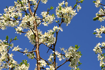 Image showing Beautiful white flowers of spring tree