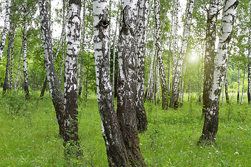 Image showing Beautiful birch trees