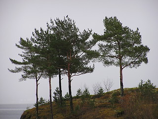Image showing Pine trees