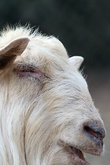 Image showing portrait of big white ram