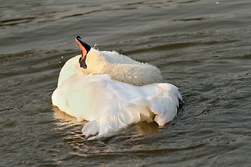 Image showing beautiful swan at sunset