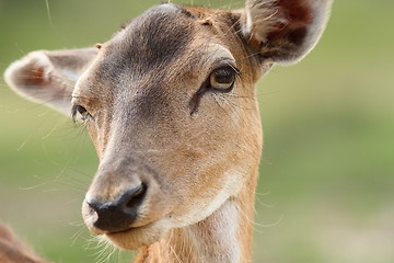 Image showing female fallow deer face