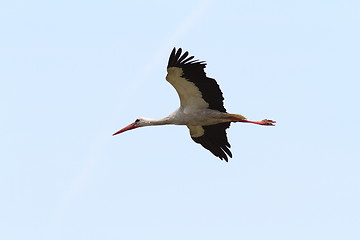 Image showing white stork BIF