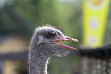 Image showing common ostrich portrait