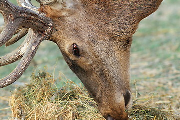 Image showing detail of red deer grazing