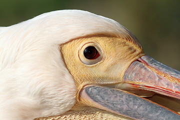 Image showing face of pelecanus onocrotalus