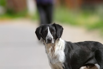 Image showing feral dog portrait on the street