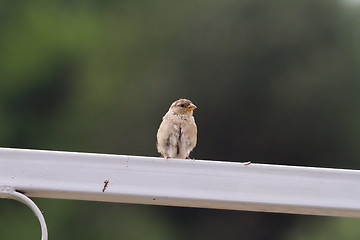 Image showing house sparrow on metallic fence 