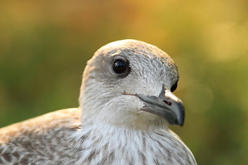 Image showing portrait of herring gull at sunset