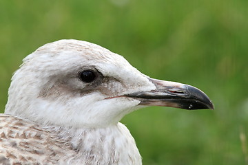 Image showing juvenile herring gull portrait