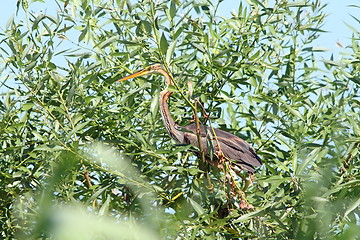 Image showing purple heron in willow tree