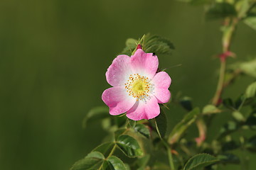 Image showing dog rose wild flower