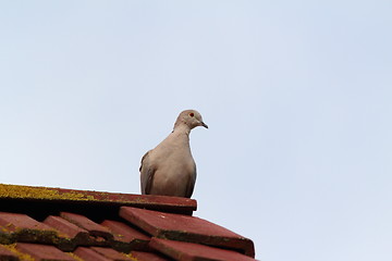 Image showing eurasian collared dove on chimney