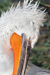 Image showing details on dalmatian pelican head