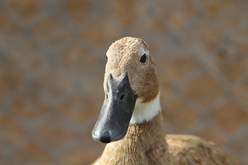Image showing domestic duck portrait