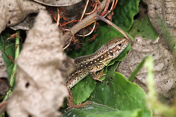 Image showing closeup of a sand lizard 