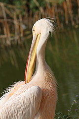 Image showing pelecanus onocrotalus