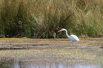 Image showing great egret hunting on swamp