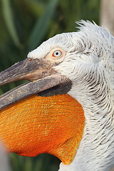 Image showing detail on pelecanus crispus face