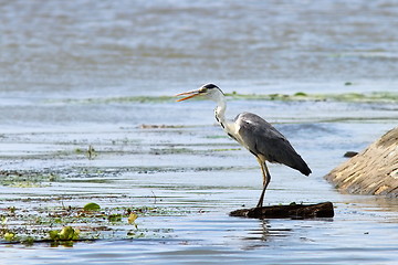 Image showing grey heron looking for prey