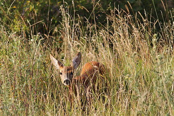 Image showing curious roe deer hind