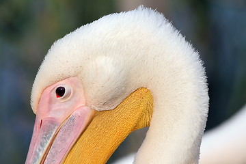 Image showing great pelican head detail