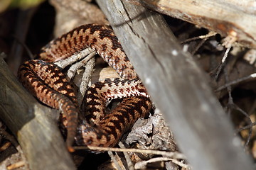 Image showing male berus adder