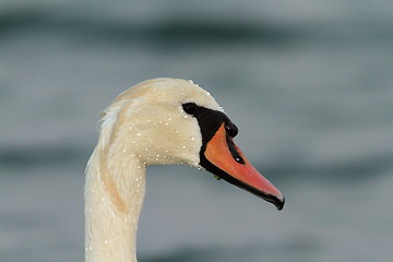 Image showing mute swan portrait