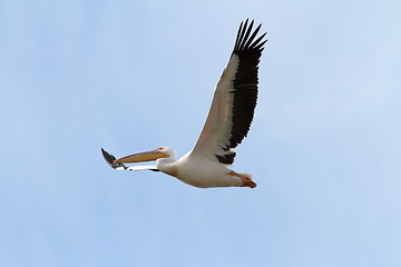 Image showing flying great pelican