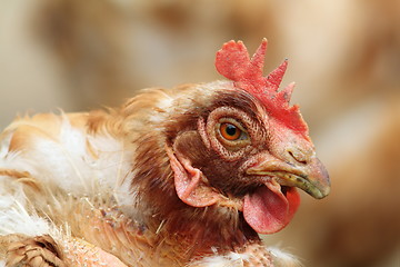 Image showing portrait of a hen at the farm