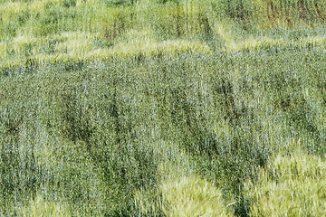 Image showing textured wheat field