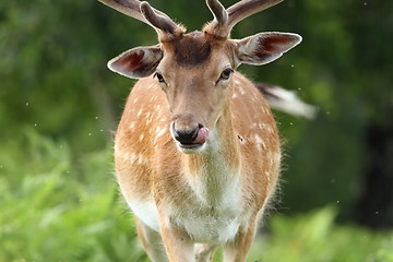 Image showing male fallow deer portrait