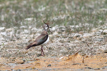 Image showing northern lapwing on ground