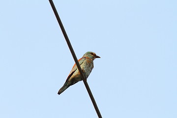 Image showing european roller on electric wire