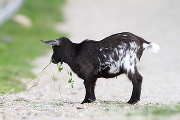 Image showing young black goat 