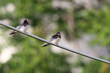 Image showing barn swallow standing on electric wire 