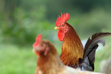 Image showing colorful rooster on green background