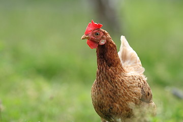 Image showing brown hen image in the garden