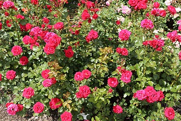Image showing Pink and red roses