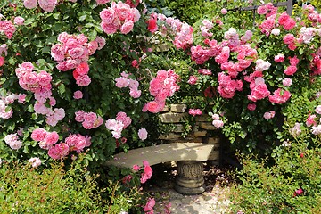 Image showing Pink roses.