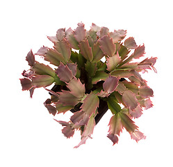 Image showing Red cactus in a black pot, top view