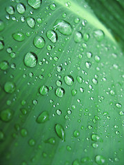 Image showing Green leaf with water drops