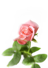 Image showing Beautiful pink rose