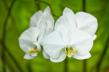 Image showing White orchid flowers close-up. Indonesia, Bali