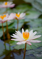 Image showing Water lilies on a pond close up. Indonesia, Bali