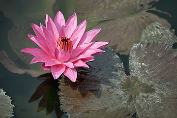 Image showing Pink water lily with brown leaves on the surface of a pond close