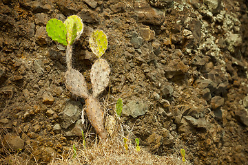 Image showing Cactus - Opuntia (prickly) on the background of rocks. Indonesia