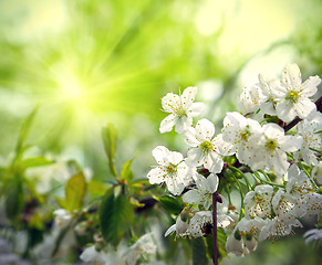 Image showing Green spring background with beautiful flowering tree