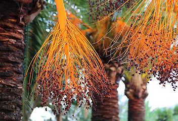Image showing Branch of palm with bright fruits